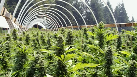 marijuana cannabis weed bud plant footage 101002194 iconl